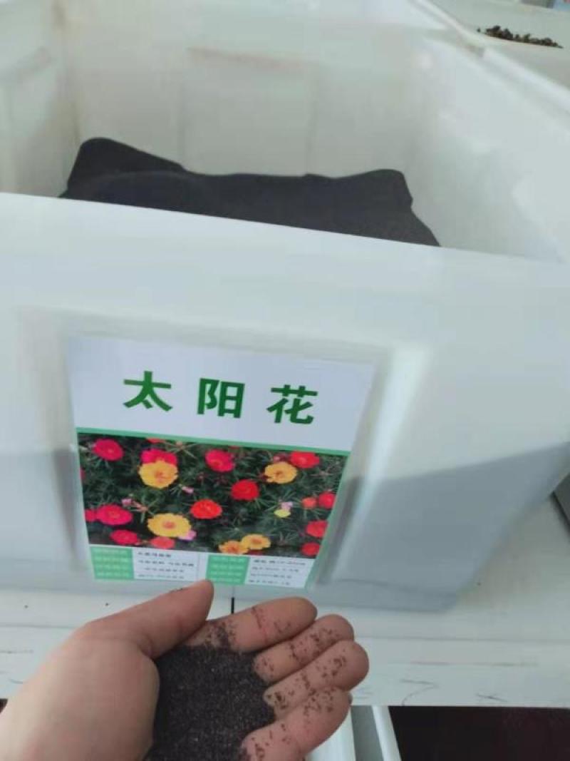 太阳花种子易种植花期长花色艳丽花朵大，量大优惠