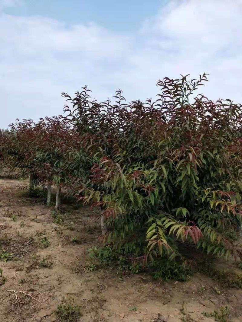 红叶碧桃