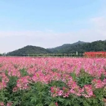 醉蝶花种子蜜源花卉种子高杆混色花卉种子耐阴四季播种