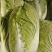 白菜，鲜菜，5至8斤，净菜，黄心菜，大棚鲜菜，量大
