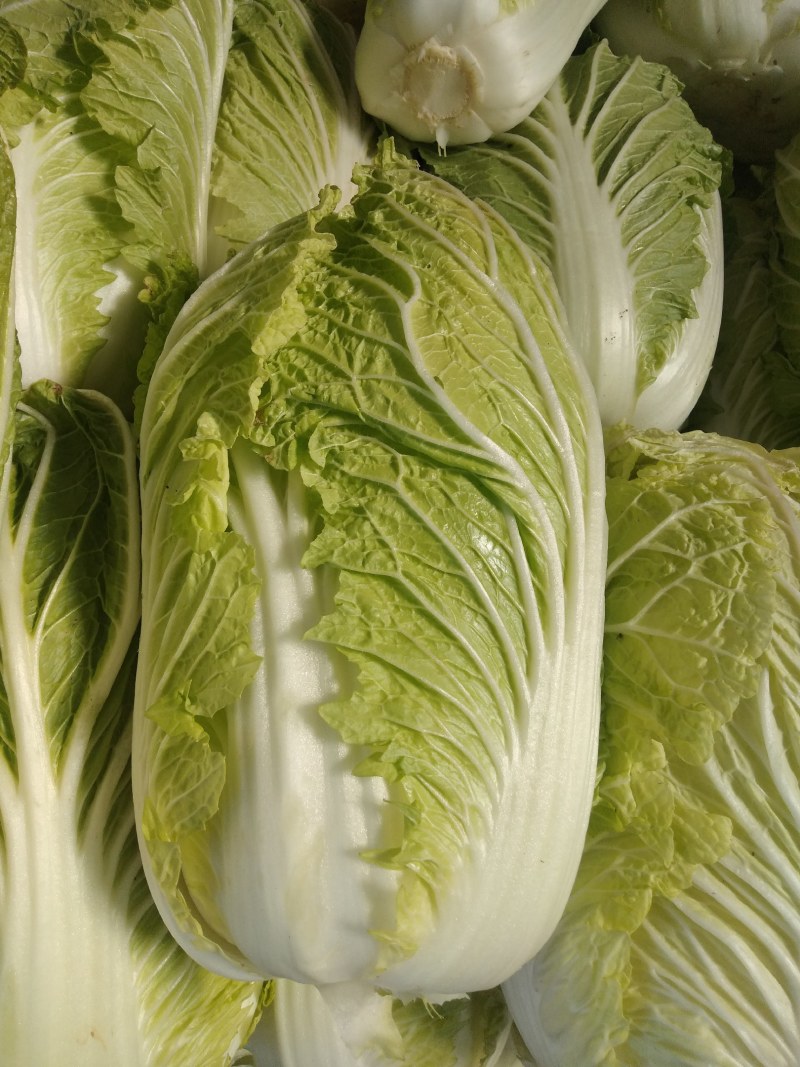 白菜，鲜菜，5至8斤，净菜，黄心菜，大棚鲜菜，量大