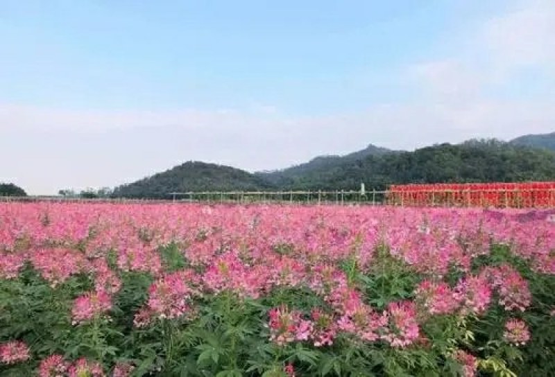 醉蝶花种子蜜源花卉种子高杆混色花卉种子耐阴四季播种