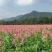 醉蝶花种子蜜源花卉种子高杆混色花卉种子耐阴四季播种