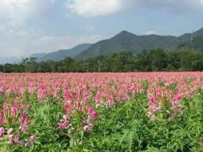 醉蝶花种子蜜源花卉种子高杆混色花卉种子耐阴四季播种