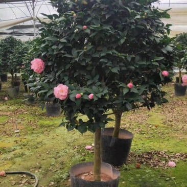 茶花