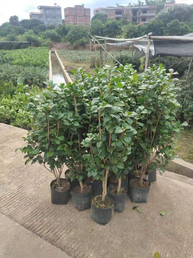 茶花