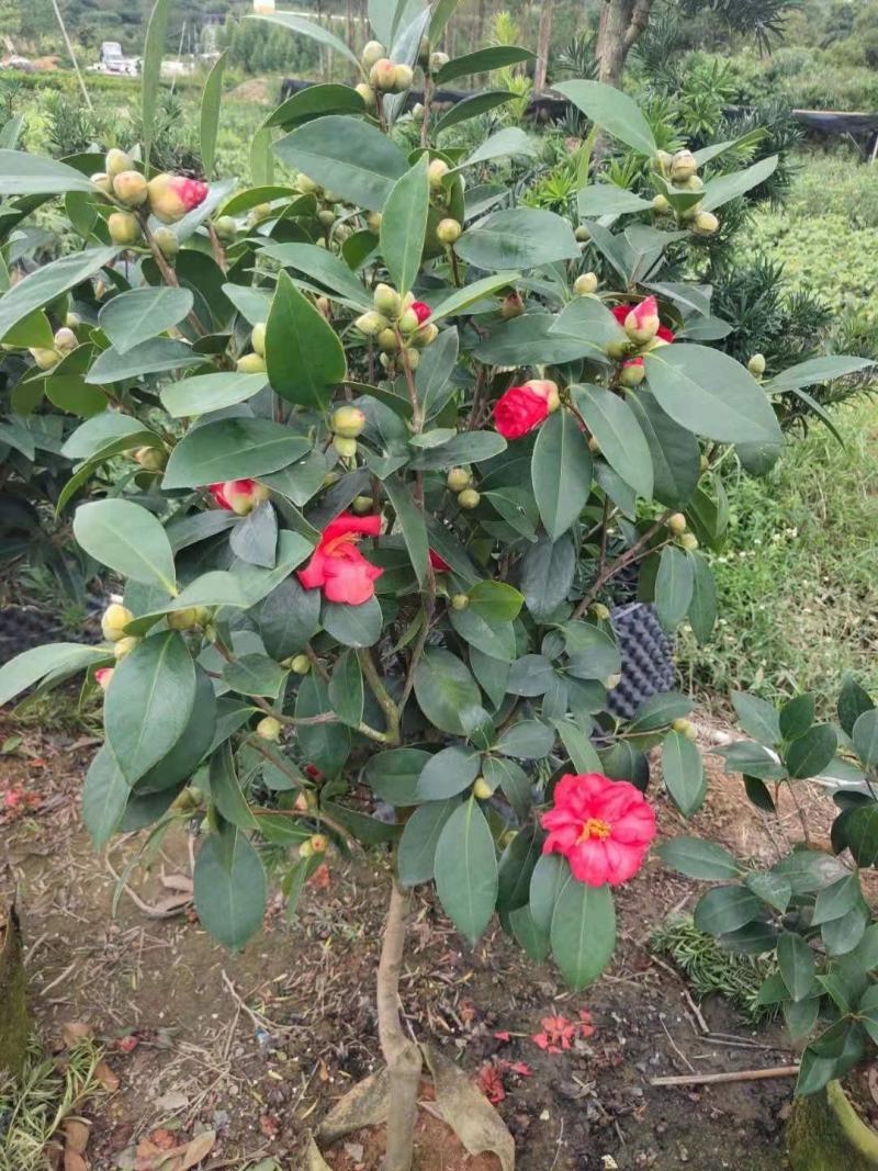 茶花