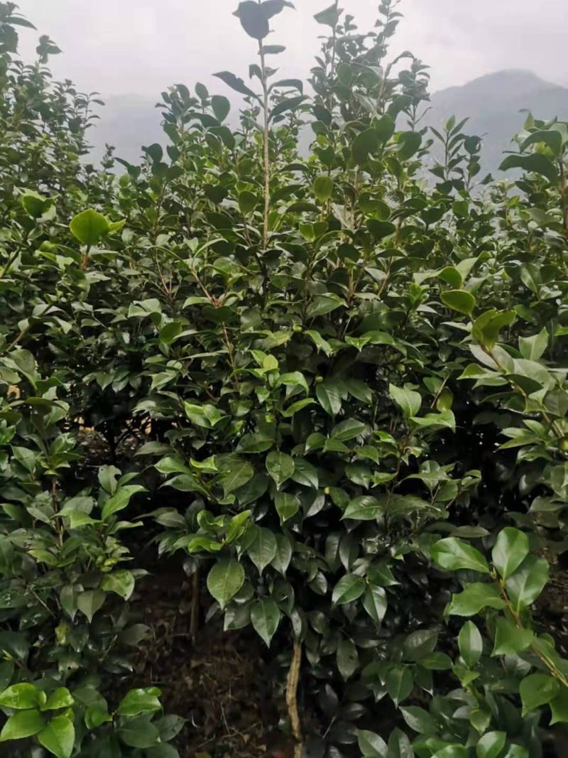 茶花