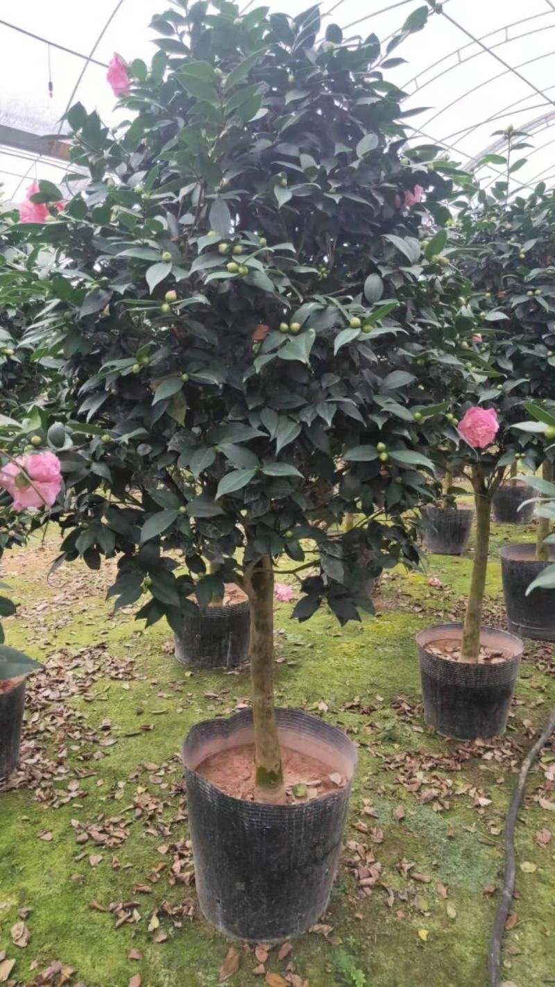 茶花