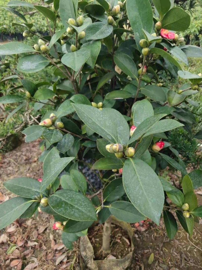 茶花