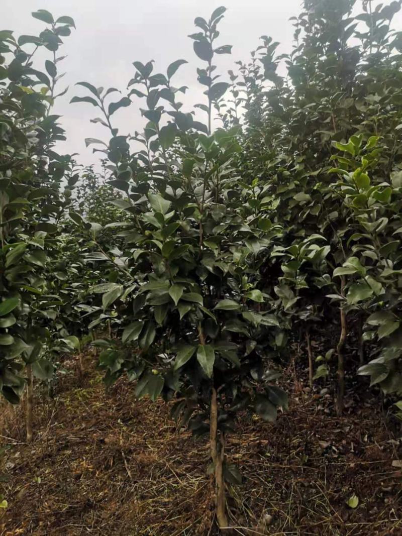茶花