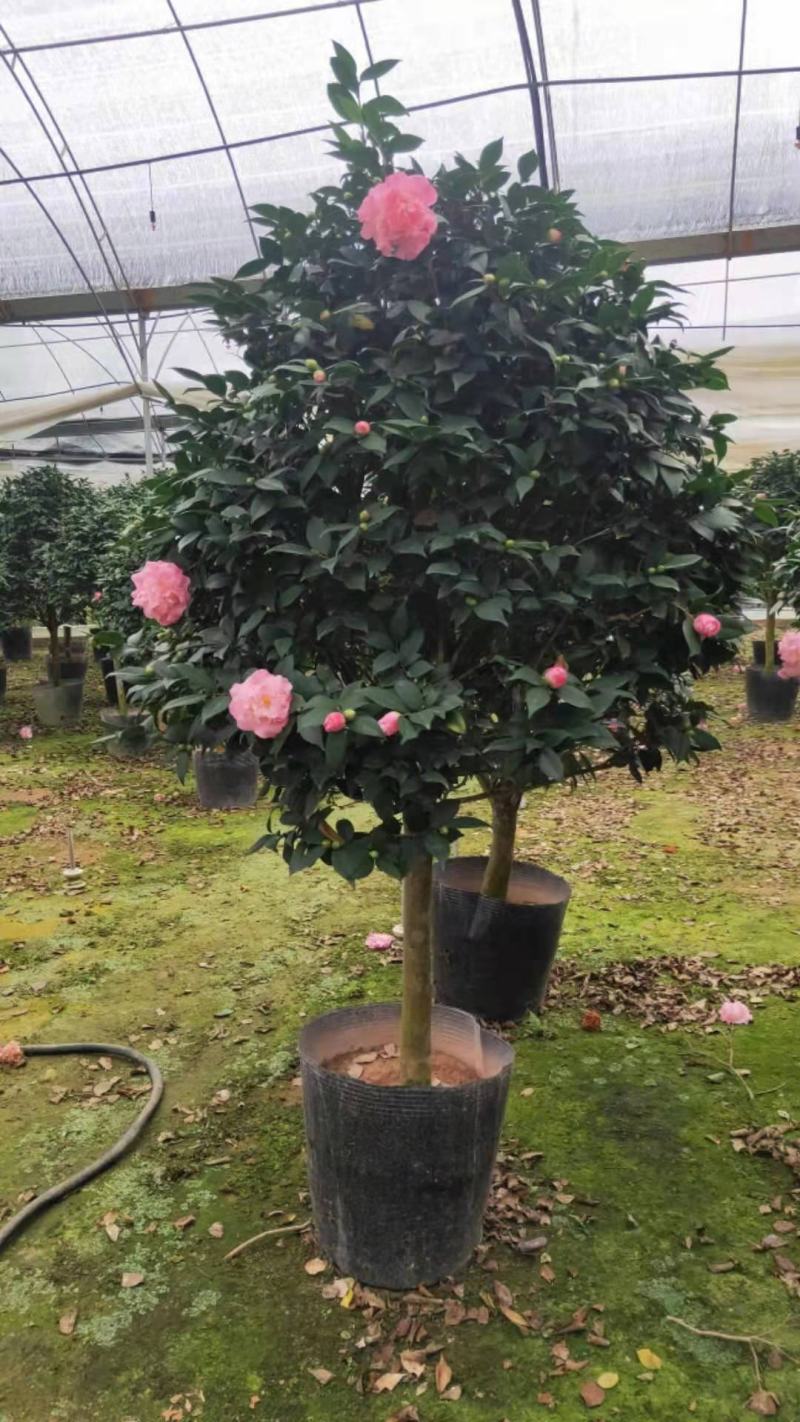 茶花