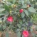 茶花