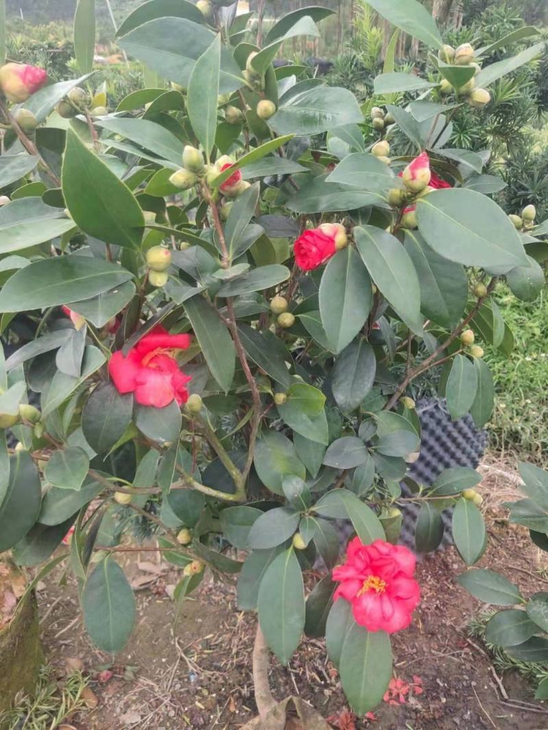 茶花
