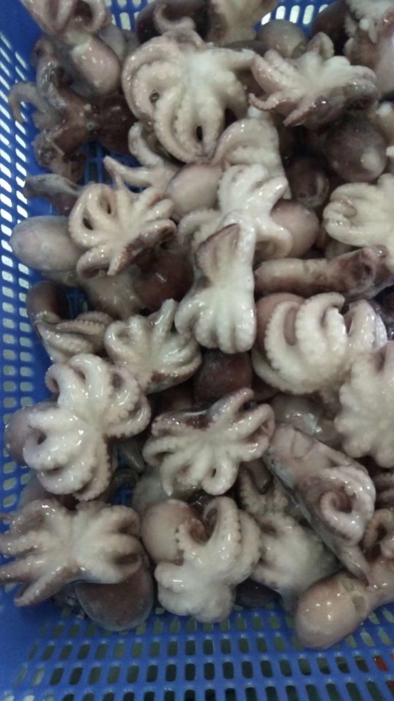 北海洪昌熟八爪鱼小章鱼