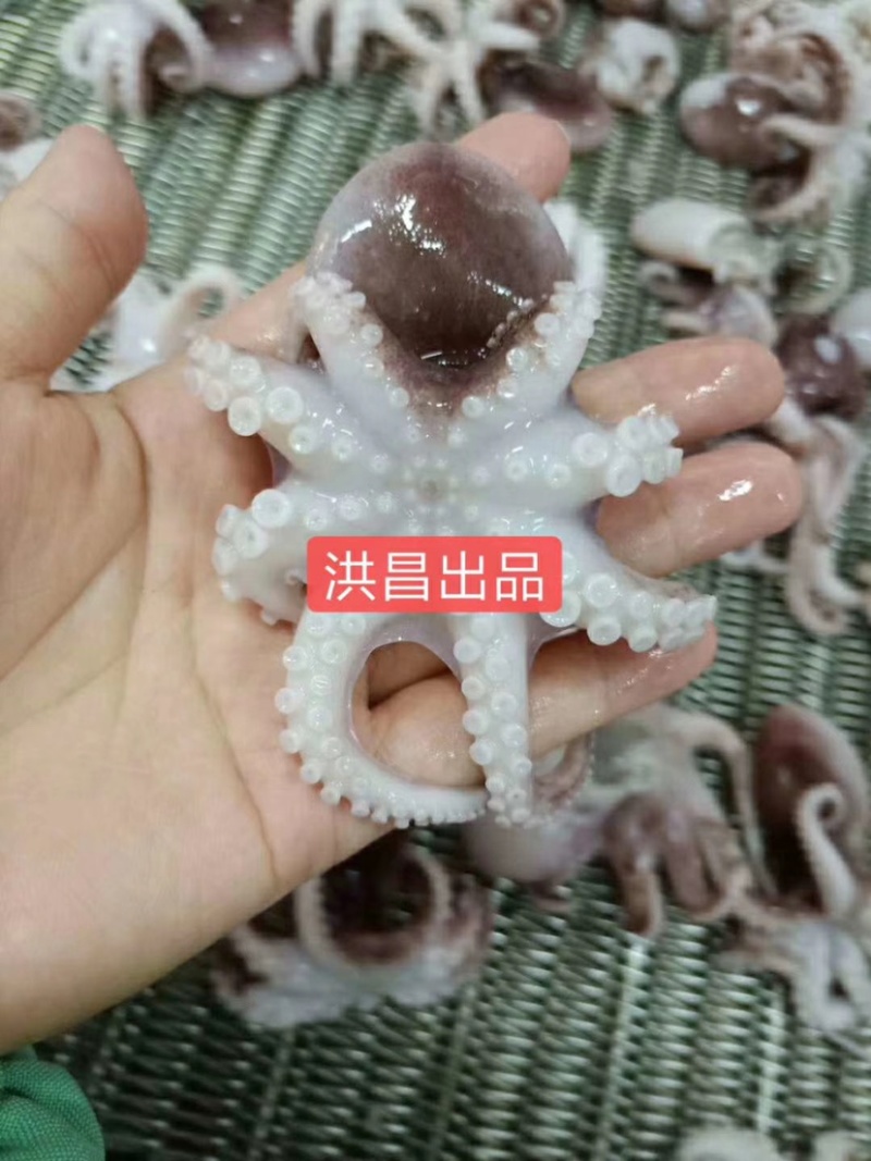 北海洪昌熟八爪鱼小章鱼