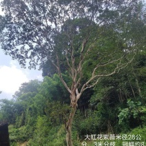 精品紫薇
