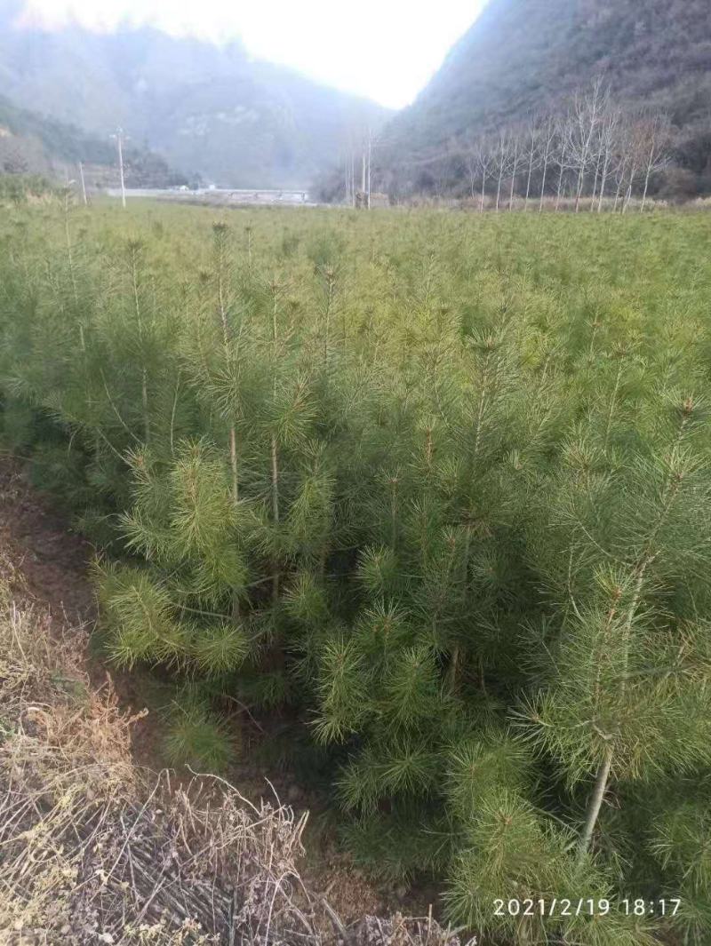白皮松