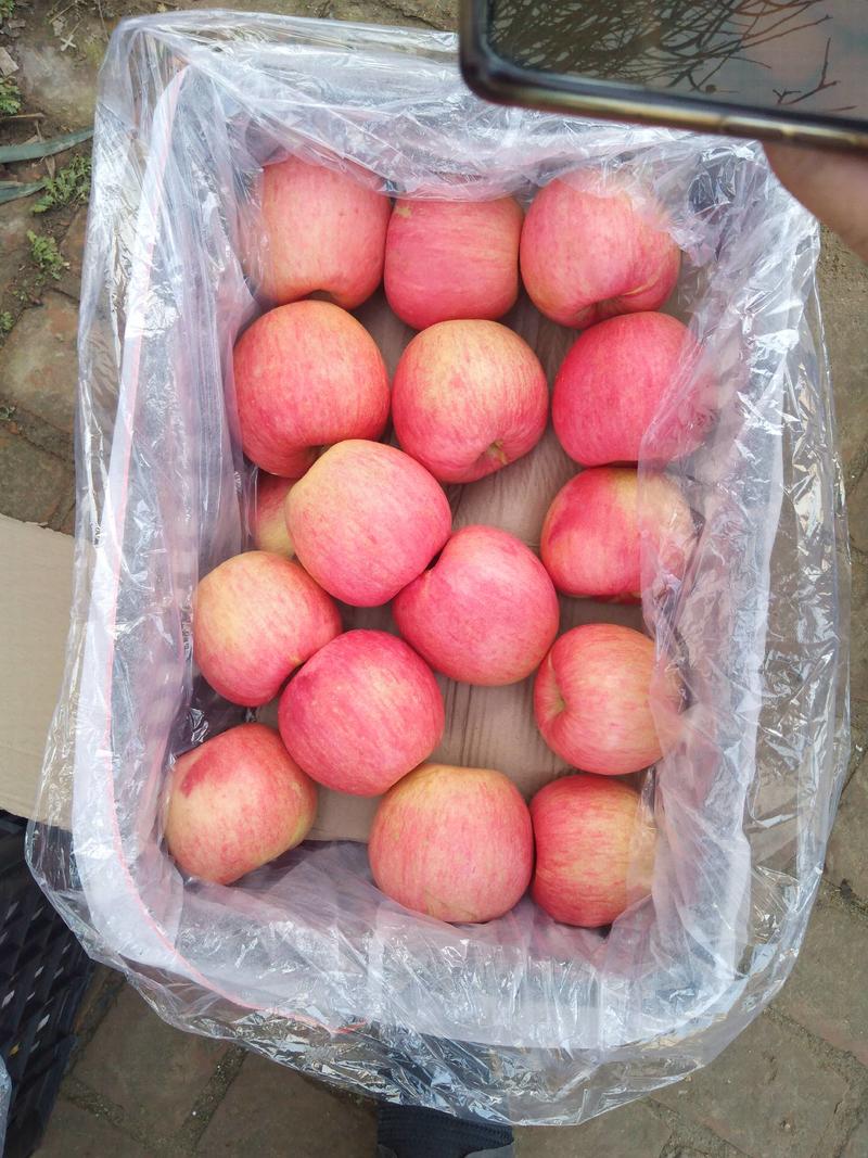 精品寒富苹果产地直销品质保证欢迎选购河北苹果
