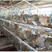 湖南比利时杂交野兔种兔兔苗肉兔包运输包技术养殖场直销