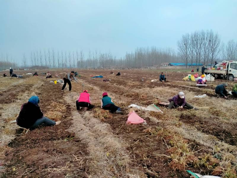 头茬丹参苗，保证成活率，免费提供技术包回收。