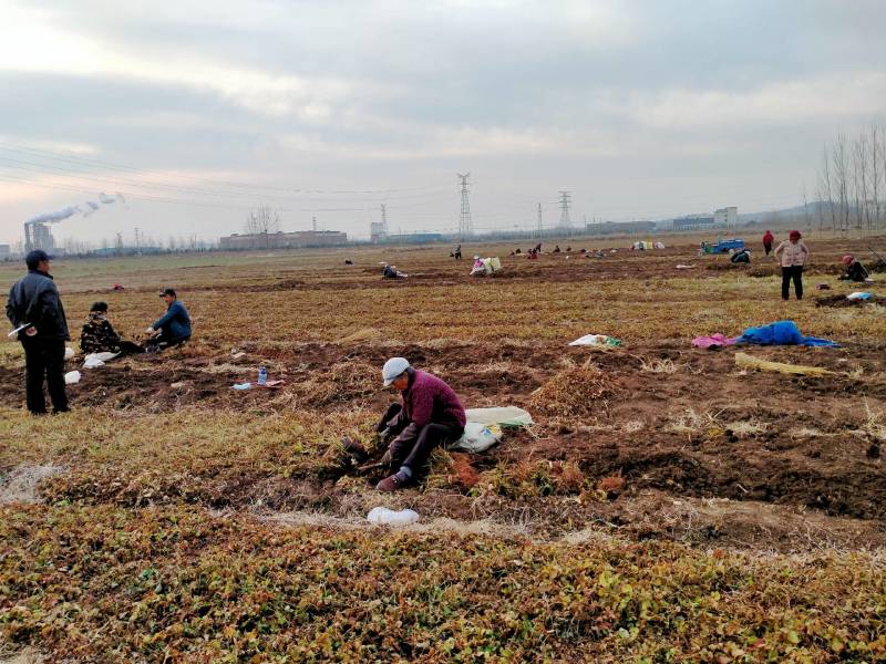 头茬丹参苗，保证成活率，免费提供技术包回收。