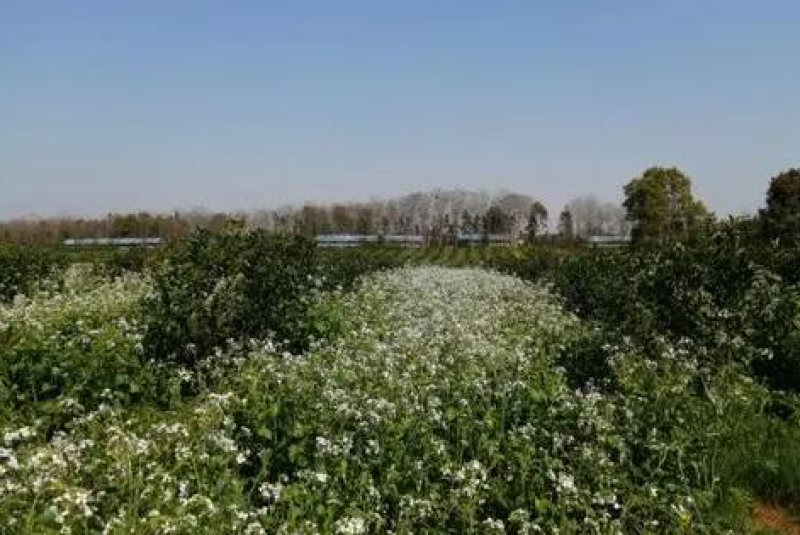 果园绿肥专用肥田萝卜种子满园花茹菜种籽增肥土壤抑制杂草