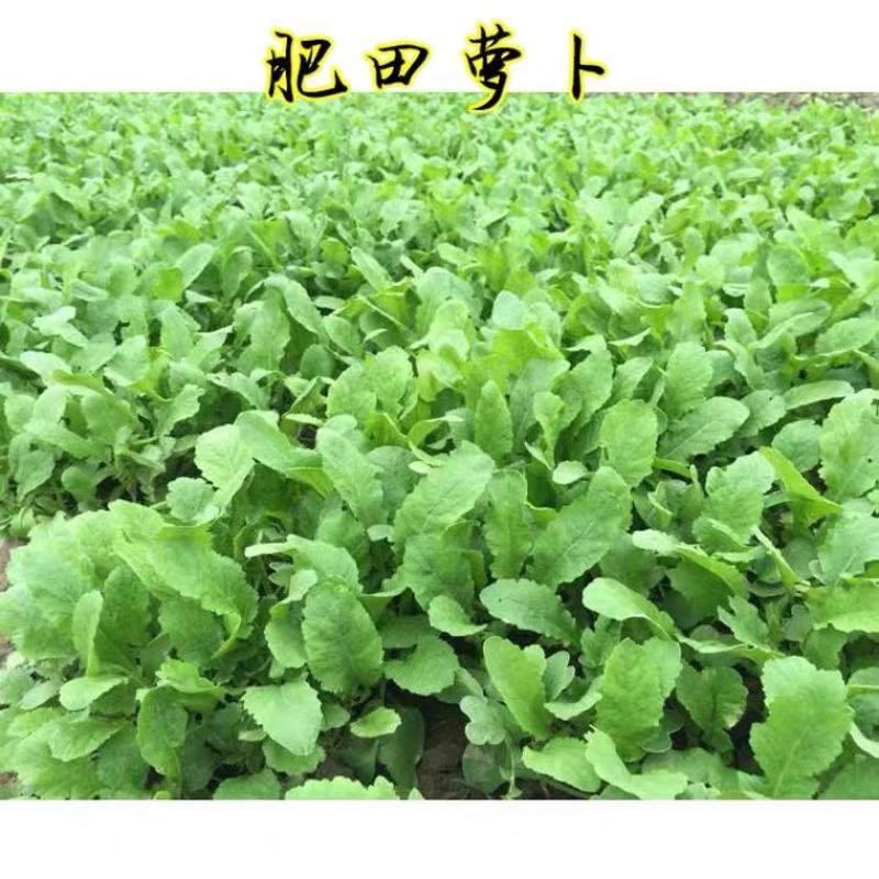 果园绿肥专用肥田萝卜种子满园花茹菜种籽增肥土壤抑制杂草