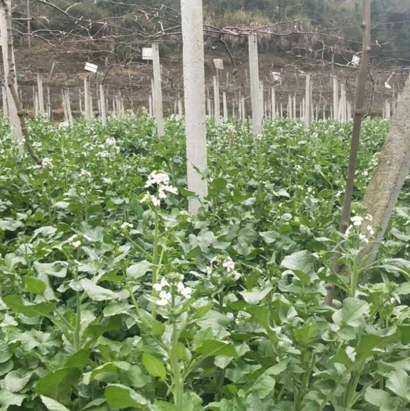 果园绿肥专用肥田萝卜种子满园花茹菜种籽增肥土壤抑制杂草