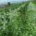 果园绿肥专用肥田萝卜种子满园花茹菜种籽增肥土壤抑制杂草