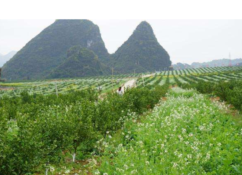 果园绿肥专用肥田萝卜种子满园花茹菜种籽增肥土壤抑制杂草