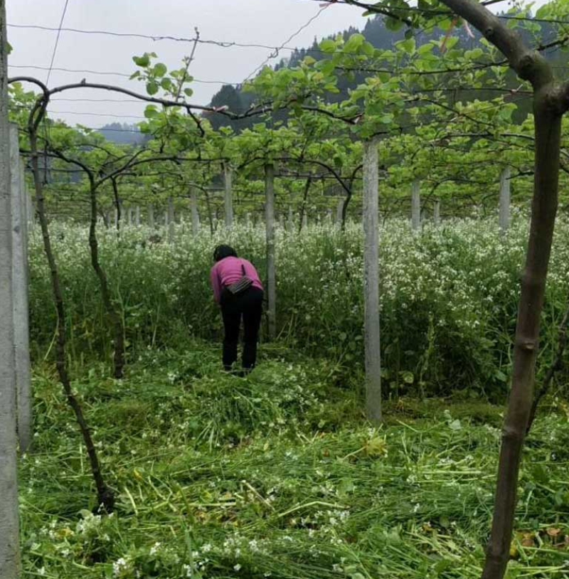 果园绿肥专用肥田萝卜种子满园花茹菜种籽增肥土壤抑制杂草
