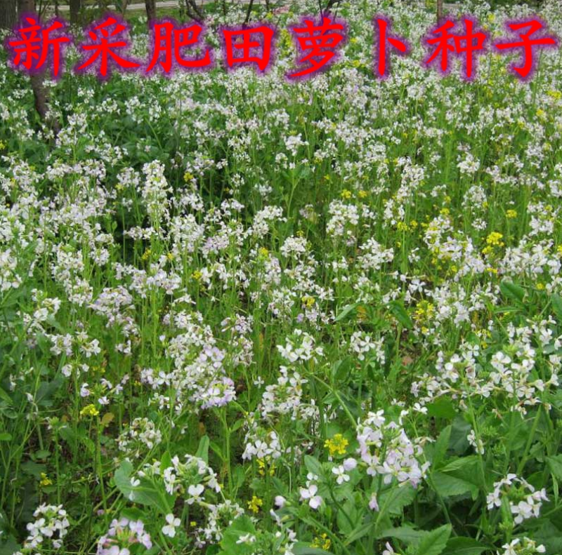 果园绿肥专用肥田萝卜种子满园花茹菜种籽增肥土壤抑制杂草