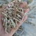 无地膜，除膜花生秧小草牛羊干草料供应中
