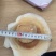 夏夷贝半壳