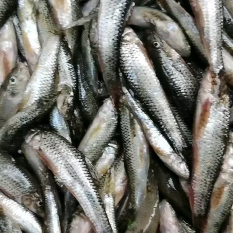 麦穗鱼，江汉平原优质水产品，健康绿色食材