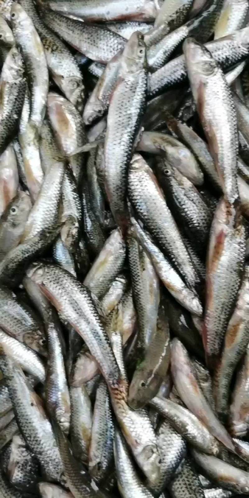 麦穗鱼，江汉平原优质水产品，健康绿色食材