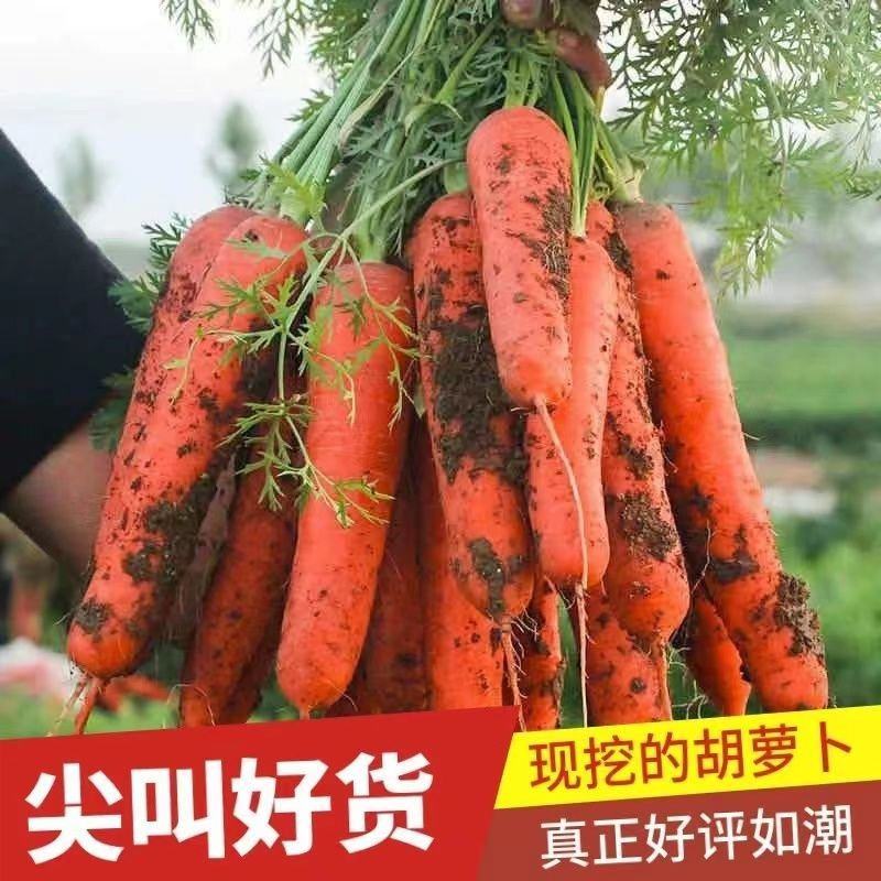 胡萝卜，精品三红胡萝卜，农家自种自销，现挖现发，脆甜皮薄