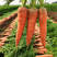 胡萝卜，精品三红胡萝卜，农家自种自销，现挖现发，脆甜皮薄