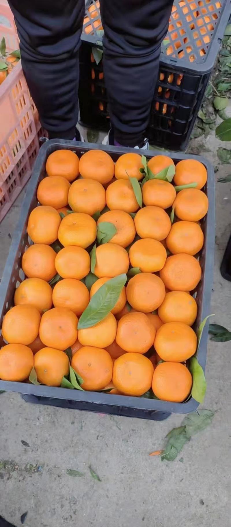 无籽蜜桔(果大汁足，口感甜蜜，果面干净，一手货源充足