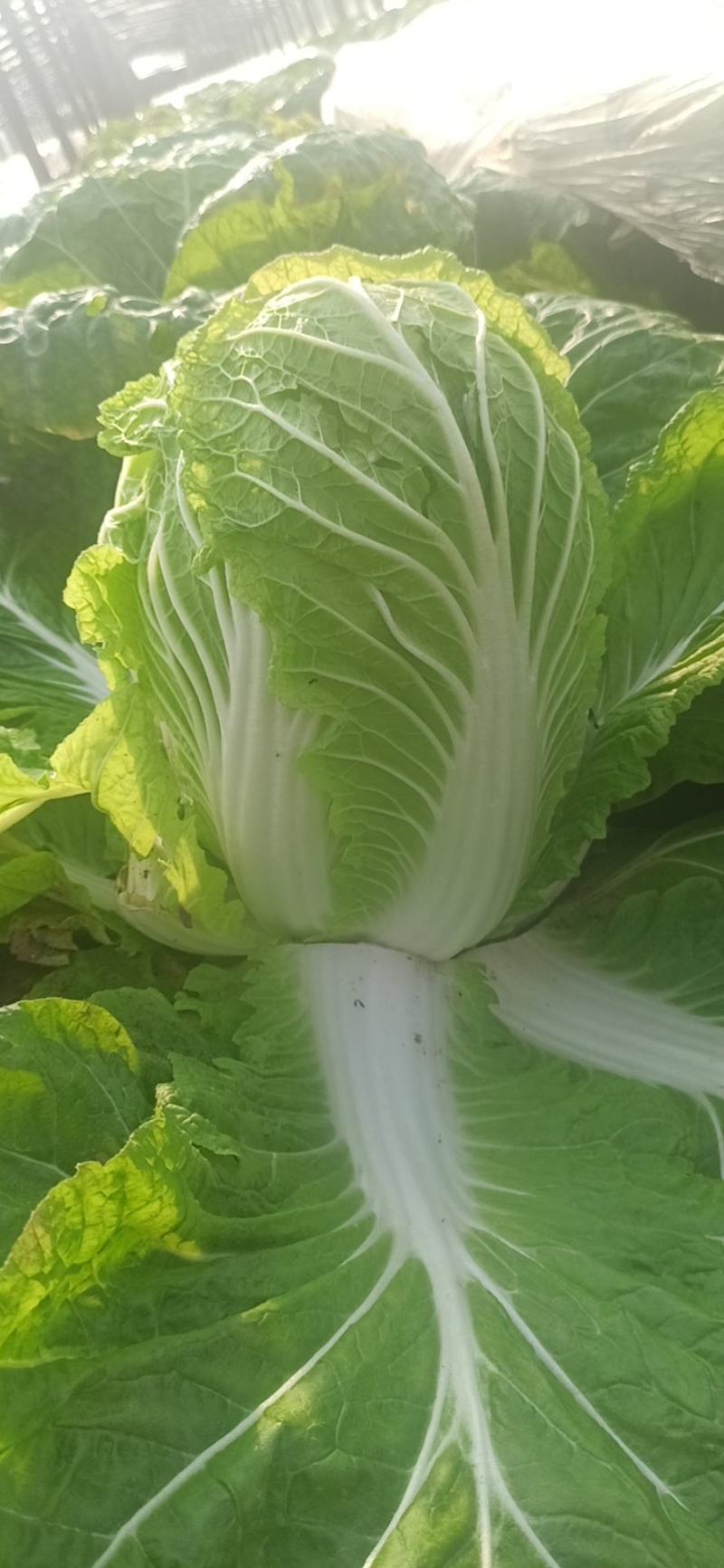 无公害黄心白菜