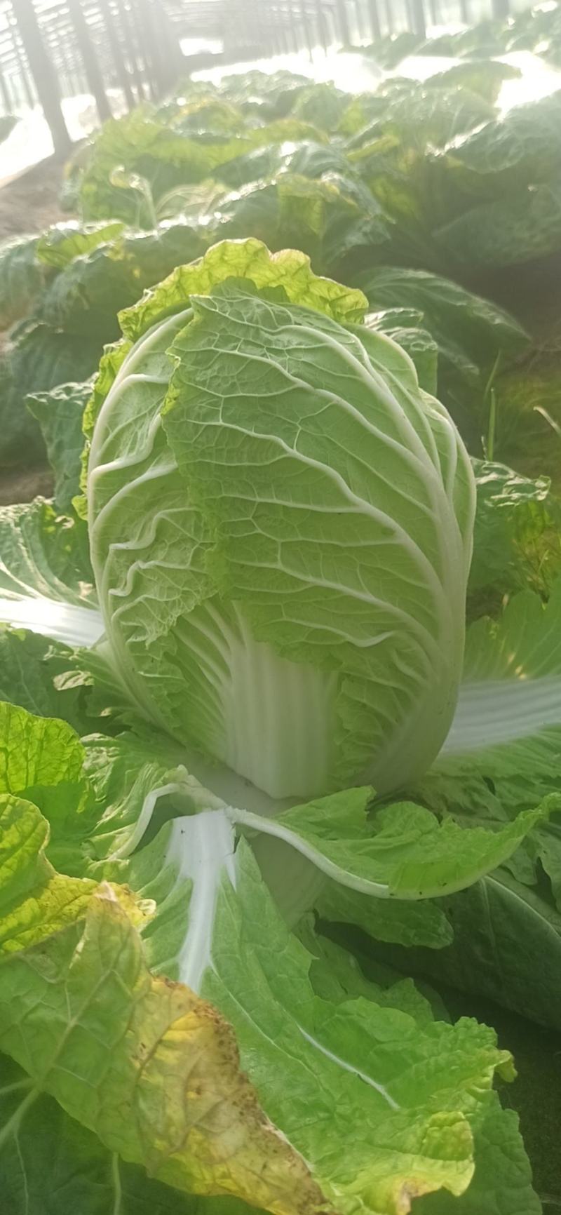 无公害黄心白菜