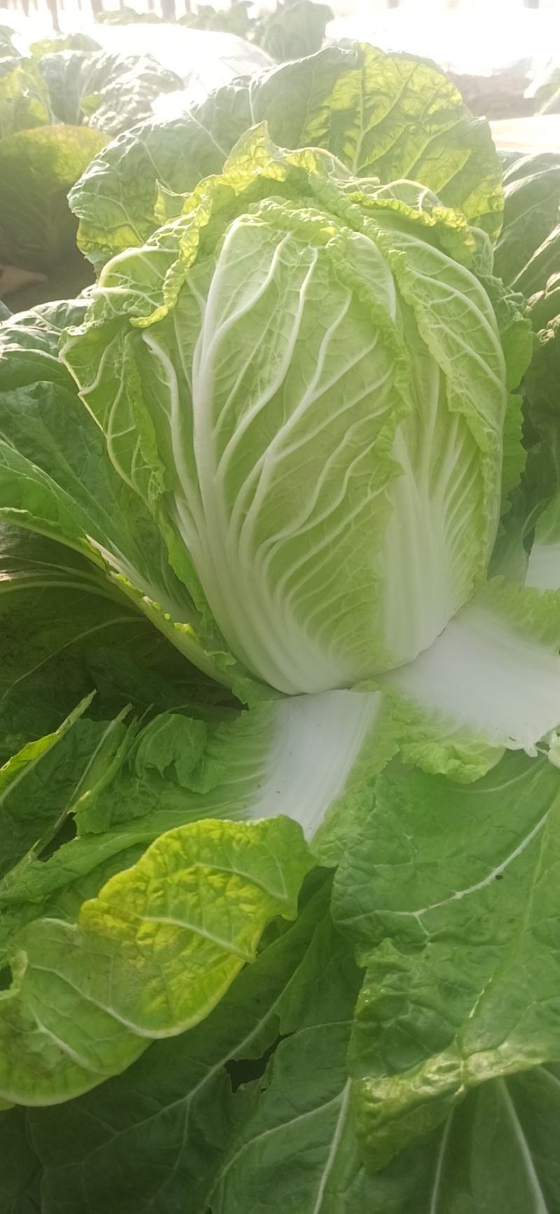 无公害黄心白菜