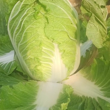 无公害黄心白菜