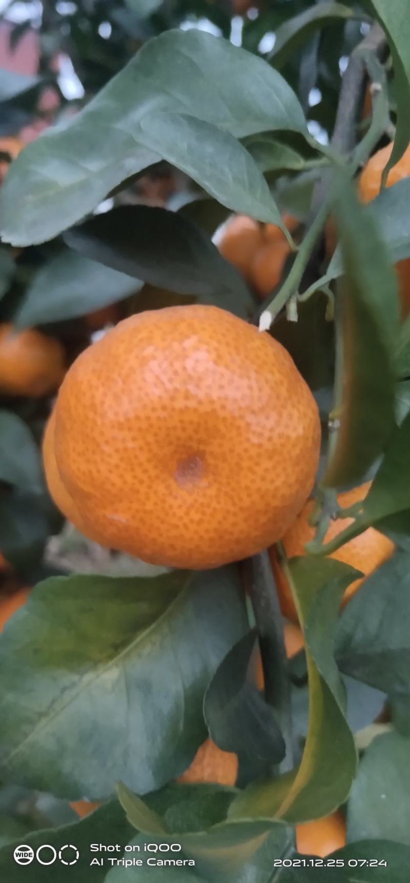 广西桂林沙糖桔，精品果，口感纯甜，皮细，