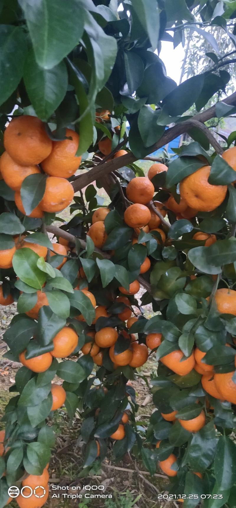 沙糖桔，高次果，口感纯甜，皮毛光滑，。。