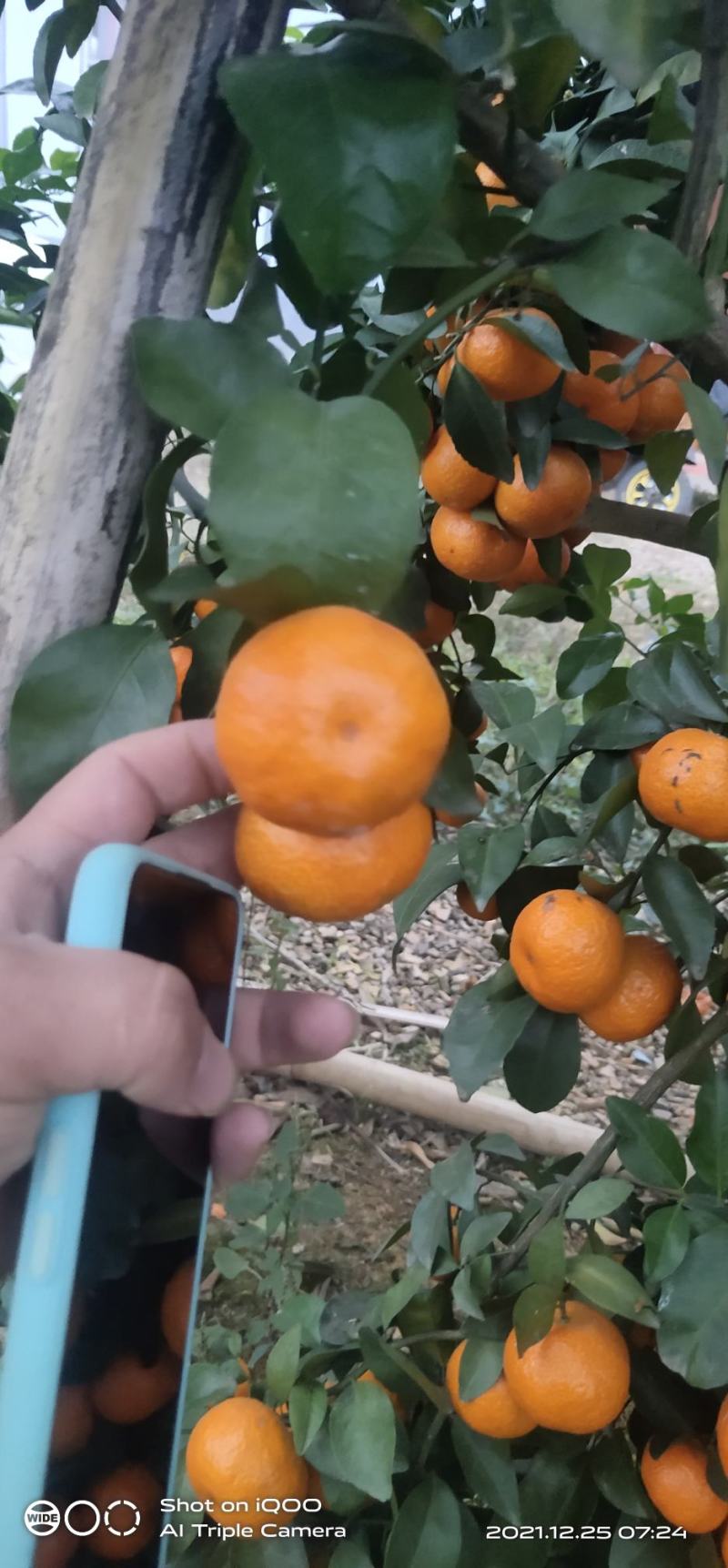 沙糖桔，高次果，口感纯甜，皮毛光滑，。。