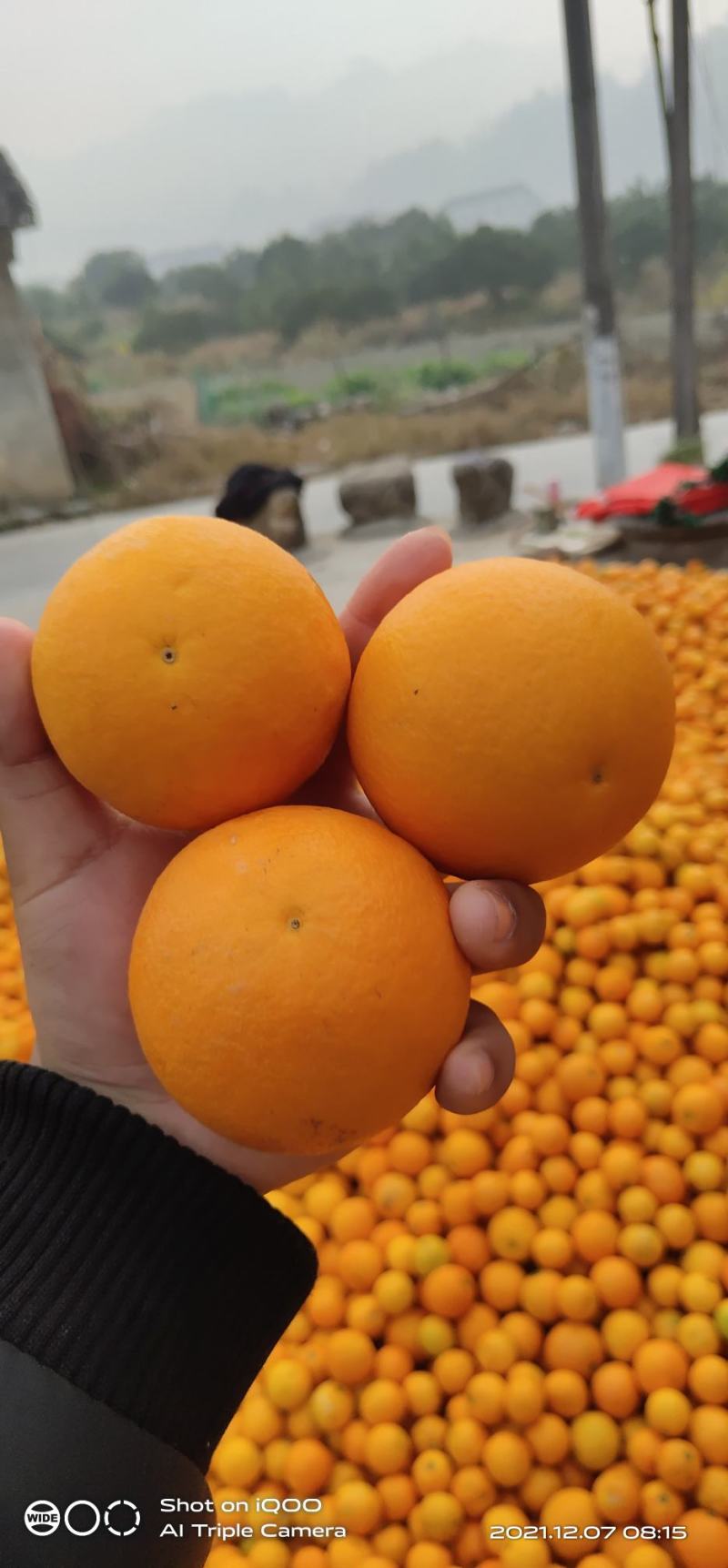石门县，冰糖橙，口感纯甜，果面光滑，产地一手货源