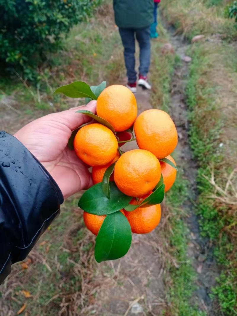 优质️️️️沙糖桔大量供应，品质好，全国代购代发。