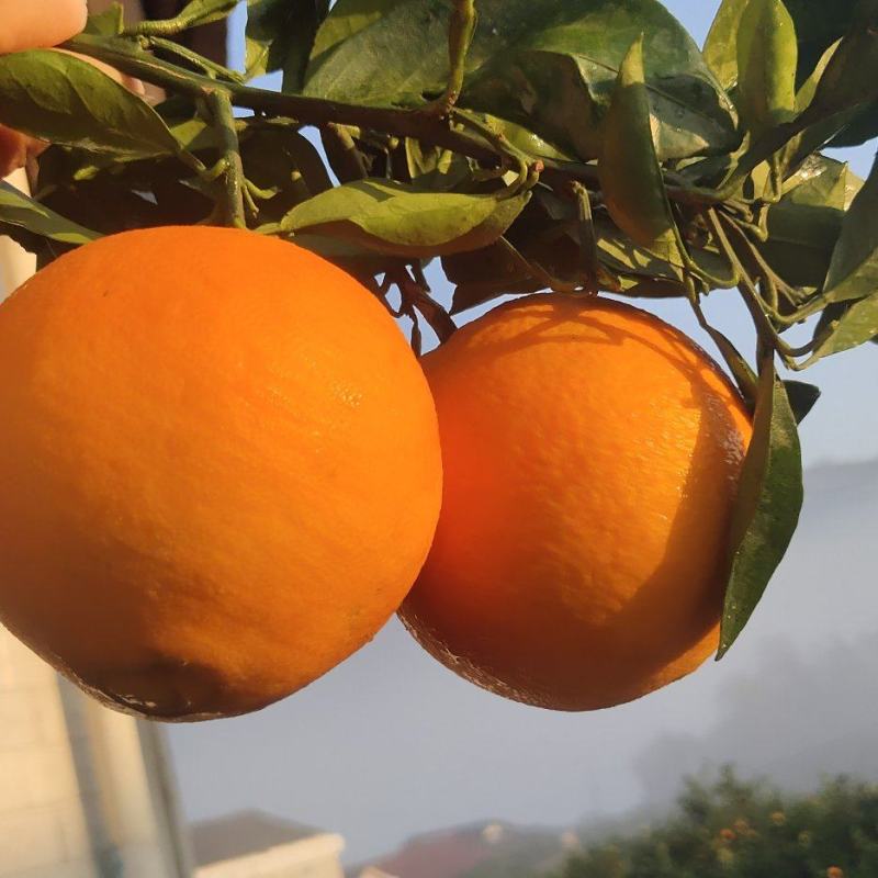 ，纽何尔脐橙，口感纯甜，颜色火红